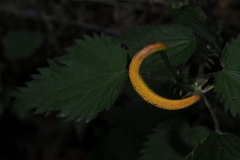 Nettle Rust - Puccinia urticata, Barrowfield NR, Wensleydale.