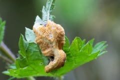 Nettle Rust - Puccinia urticata, NT Longhaw.