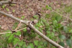 Andricus aries-old gall after wasp has emerged Wadworth Wood