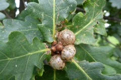 Asexual generation of Andricus lignicolus Cola nut gall Potteric Carr on Pedunculate Oak