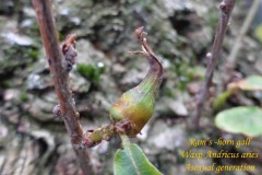 Ram's horn gall Wasp Andricus aries (asexual generation), Shirebrook NR