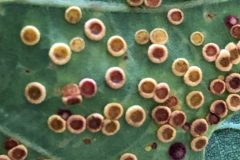 SIlk Button Spangle galls Neuroterus numismalis in Sandal Park Doncaster