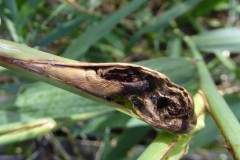 Lipara lucens Cigar Gall on Common Reed, Angler's Country Park