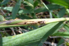 Lipara lucens Cigar Gall on Common Reed, Angler's Country Park