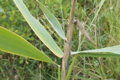 Lipara lucens Cigar Gall on Common Reed, Angler's Country Park