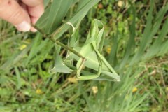 Steneotarsonemus phragmitidis (mite) Ladder Gall on Common Reed, Angler’s Country Park