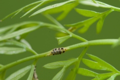 Puccinia tumida - Pignut Rust, Sproborough.