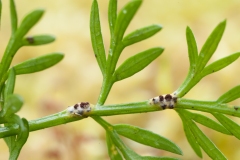 Puccinia tumida - Pignut Rust, Sproborough.