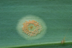 Puccinia sessilis on Ramson leaf, Anston Stones Wood.