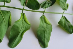 Obolodiplosis robiniae -  midge galls on False acacia-Worchester Road, Doncaster.