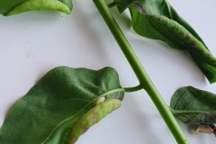 Obolodiplosis robiniae -  midge galls on False acacia-Worchester Road, Doncaster