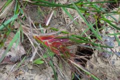 Livid juncorum, the tassel gall on Jointed Rush taken at John Scott’s