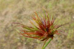 Livid juncorum, the tassel gall on Jointed Rush taken at John Scott’s