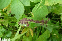 Cystiphora sonchi ( midge) on Sow Thistle