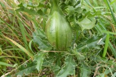 Urophora cardui on Creeping Thistle