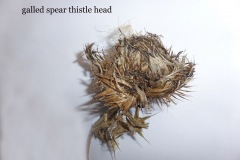 Urophora stylata (mite gall) on Spear Thistle