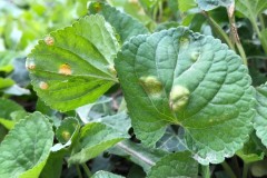 Puccinia violae (Fungal gall) on Sweet violet (Viola odorata), Wentbridge