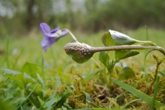 Puccinia violae - Violet Rust, Danes Hill NR, Notts