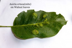 Aceria erinea (mite) on Walnut, Near Go Outdoors at Littleworth Lane, Rossington