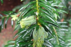 Taxomyia taxi on Yew, Wentworth Gardens