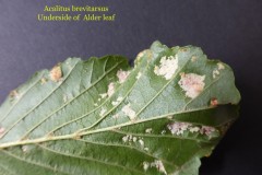 Acalitus brevitarsus showing underside of leaf, caused by a mite