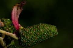 Taphrina alni (Alder Tongue) on Alder, Danes Hill NR