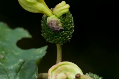 Taphrina alni (Alder Tongue) on Alder, Danes Hill NR