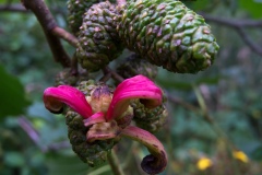 Taphrina alni (Alder Tongue) on Alder, Danes Hill NR