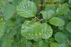 Eriophyes laevis on Alder