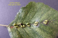 Aceria nalepai mite gall on Alder