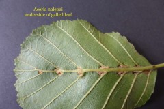 Aceria nalepai mite gall on Alder