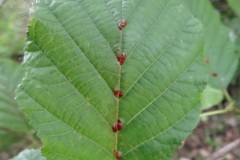 Aceria nalepai mite gall on Alder, Upton Country Park