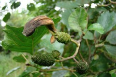 Taphrina alni on Alder.