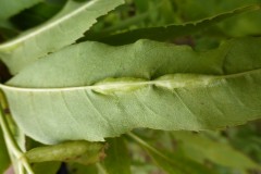 Dasineura fraxini, narrow green pouches by gall midge, Shirebrook Nature Reserve.