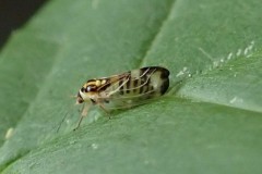 Psyllopsis fraxini on Ash.