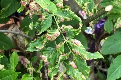 Psyllopsis fraxini causing gall on Ash