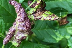 Psyllopsis fraxini causing gall on Ash