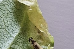 Psyllopsis fraxini on Ash, Doncaster