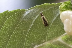 Psyllopsis fraxini on Ash, Doncaster