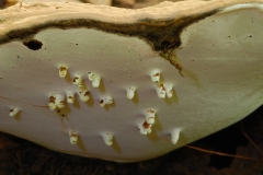 Ganoderma applantum with gall of Agathomyia wankowiczii, Anston Stones Wood.