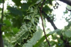 Aceria macrotrichus on Hornbeam, Location unknown.