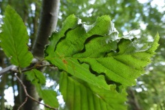 Aceria macrotrichus on Hornbeam, Location unknown.