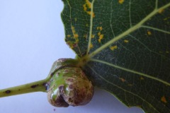 Pemphigus spyrothecae on Populus nigra, Edenthorpe.