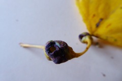 Pemphigus spyrothecae on Populus nigra, Edenthorpe.