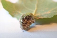 Pemphigus spyrothecae on Populus nigra, Edenthorpe.