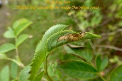 Dasineura rosae on Rosa canina at Shirebrook Nature Reserve