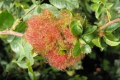 Diplolepsis rosae (Robins’ Pincushion) on Rosa canina Location unknown