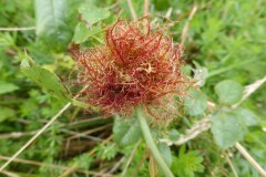 Diplolepsis rosae (Robins’ Pincushion) on Rosa canina, Shirebrook NR.