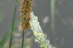 Meadow Foxtail (Alopecurus pratensis), Upton Country Park