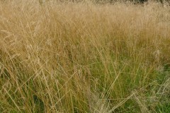 Tufted Hair Grass (Deschampsia caespitosa), Old Moor